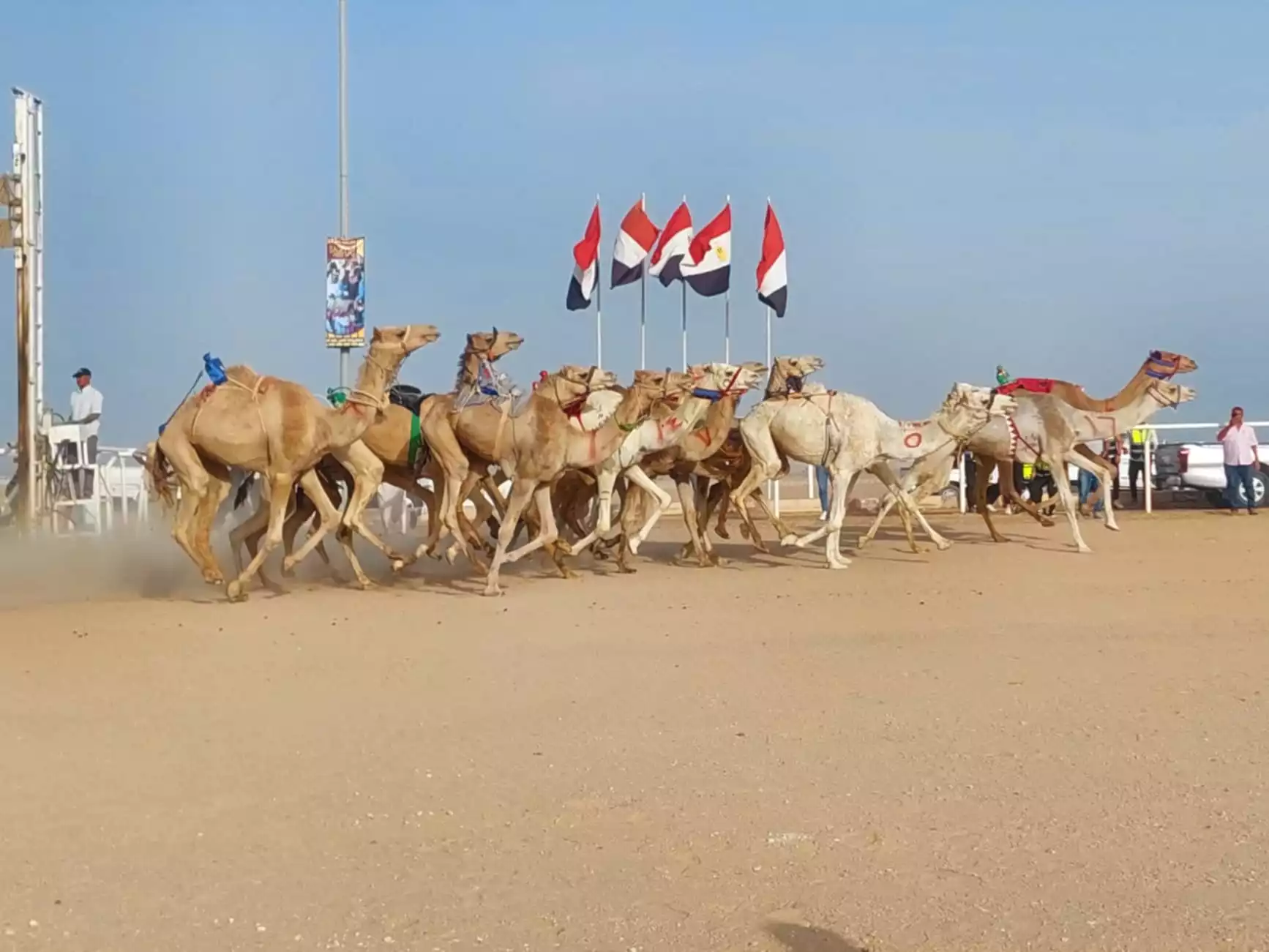 سباقات الهجن بمضمار شرم الشيخ