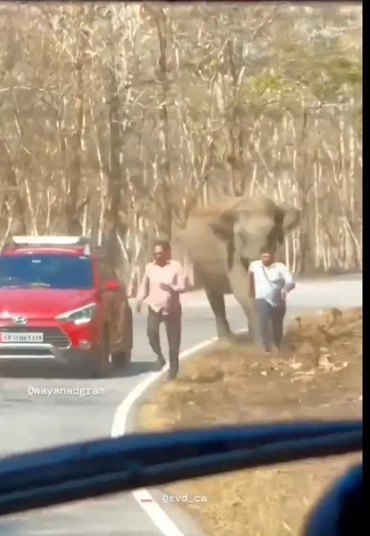 الفيل هجم على مجموعة من السياح