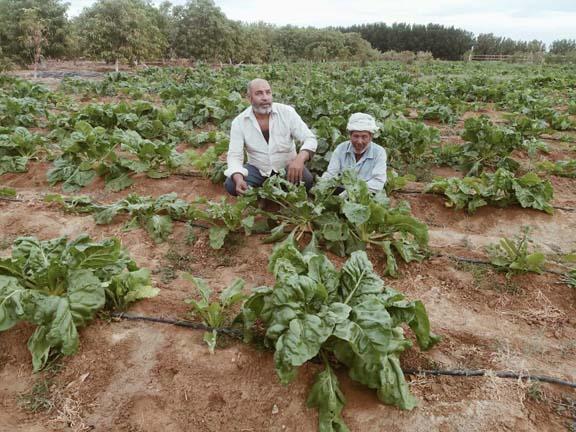 زراعة بنجر العلف بجنوب سيناء