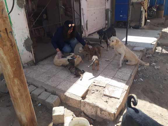 فتاة تهب حياتها لرعاية وعلاج قطط وكلاب الشوارع (1)