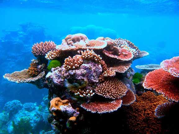الحاجز المرجاني العظيم يضم نحو 1500 نوع من الأسماك