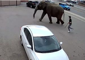 فيل يهرب من سيرك وهذا ما فعله في الشوارع
