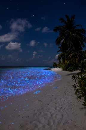 جزر المالديف (1)