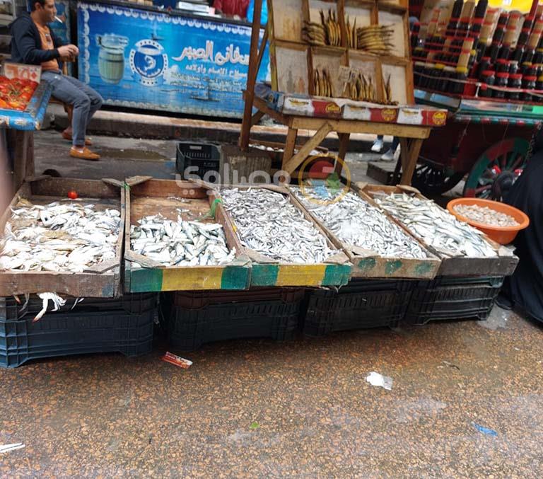 أسعار الأسماك بأسواق الإسكندرية ٥_7