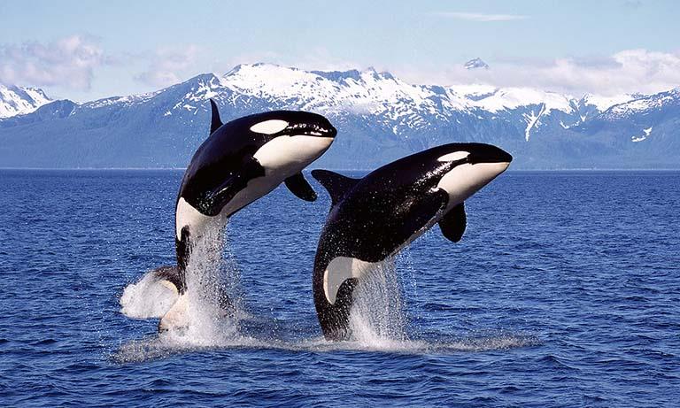 الحيتان القاتلة.. تقدس الحياة العائلية