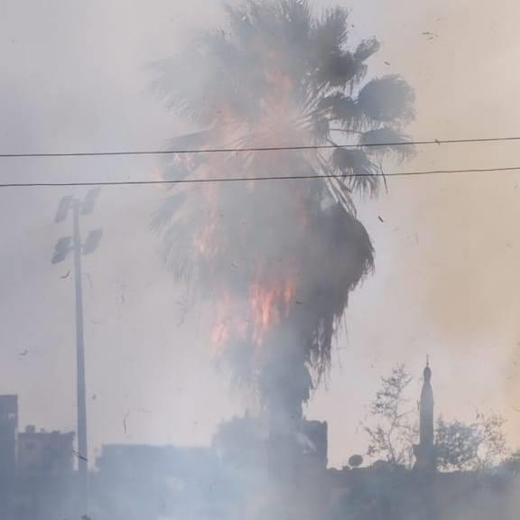 حريق باشجار مدرسة ثانوية بالمنيا