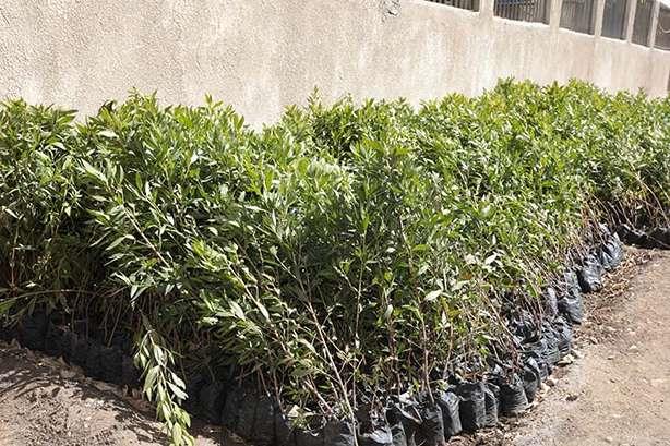 زراعة 275 ألف شجرة في بني سويف (7)