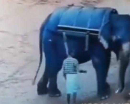 فيل ينهي حياة رجل "دهسا" حتى الموت