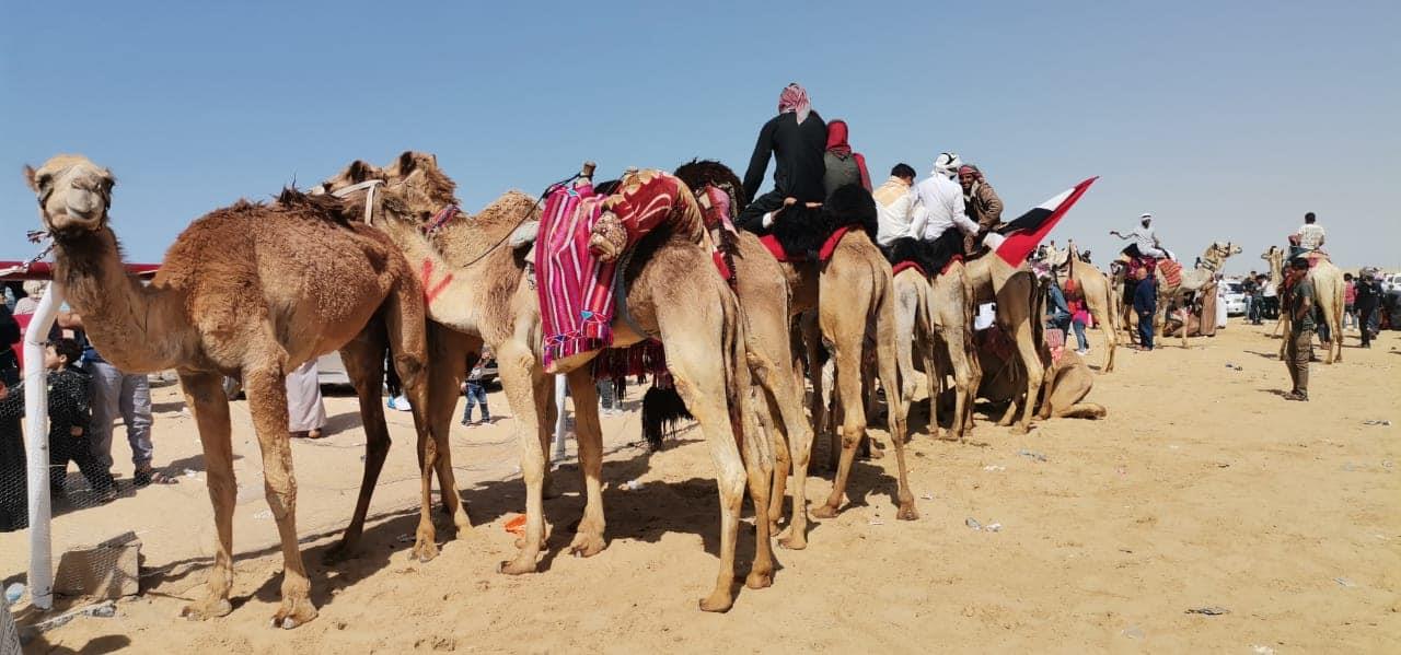 بـ43 جملا..الوادي الجديد تحصد المركزين الأول والثاني في سباق الهجن بالعلمين (5)