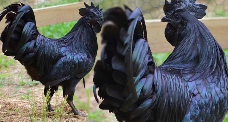 الدجاج الأسود الإندونيسي المعروف باسم لامبورجيني 