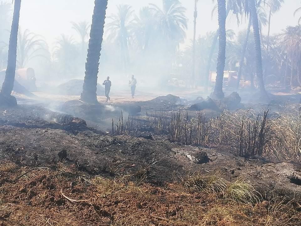 حريق في كرم نخيل بالأقصر