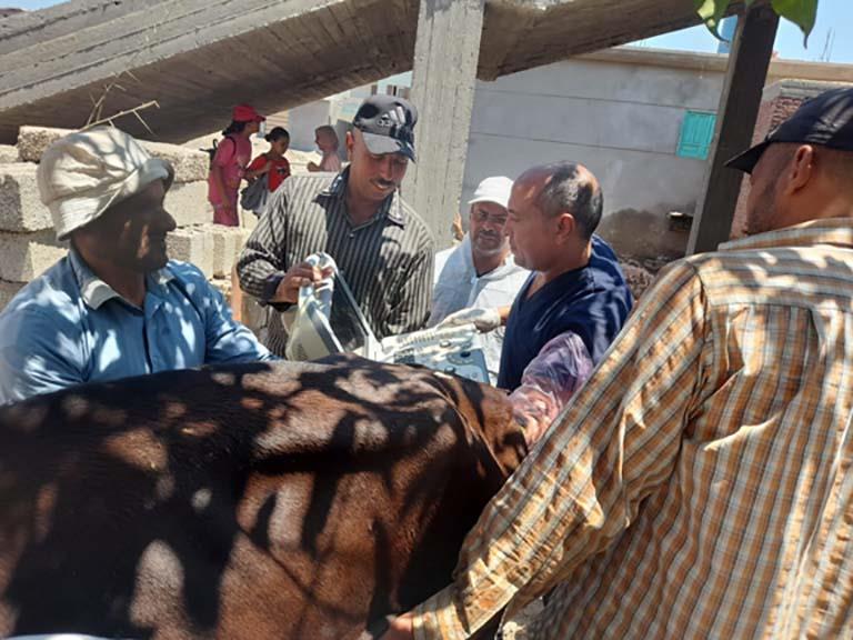 قافلة بيطرية مجانية في محافظة بورسعيد