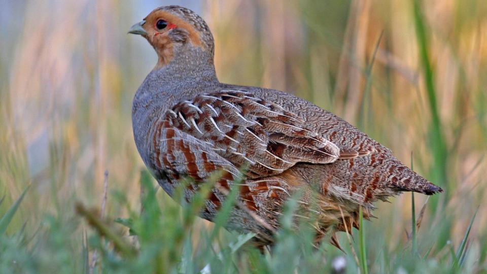 طائر الحجل الرمادي.. 22 بيضة في المرة الواحدة