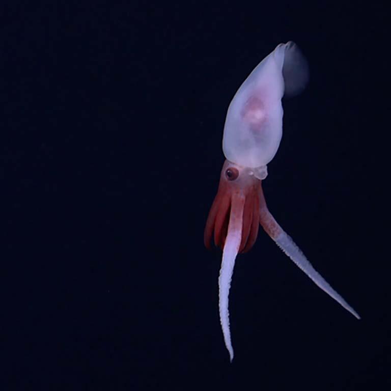 أول صورة حية لحبار من نوع جديد يسمى Promachoteuthis