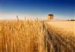 بلومبرج: طلب مصر على القمح يرفع أسعاره بالأسواق ال