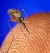 وجهة السفر تحدد دواء الملاريا المناسب