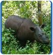 عودة وحيد القرن «السومطري» من الإنقراض!!