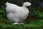 silkie-chicken