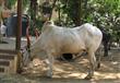 الأبقار لم تعد مقدّسة في الهند 