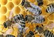 النحل يحول ''الضوء المستقطب'' إلى ''رقصات'' لإرشاد