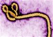 فيروس إيبولا