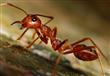 النملة الأكثر تحملا للحرارة المرتفعة في العالم