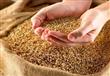 مصر قد أهدت موريتانيا عشرين طنا من تقاوي القمح الم