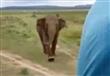 فيل يطارد مجموعة أشخاص في رحلة سفاري