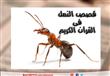 قصة النملة مع نبي الله سليمان في القرآن