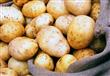 زيادة الصادرات المصرية من البطاطس