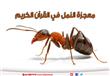 معجزة النمل في القرآن الكريم
