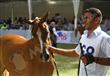 البطولة الدولية للخيول العربية (6)                                                                                                                    