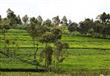 أشجار الشاي في كينيا