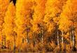 أشجار ''أسبن'' الصفراء في ولاية مونتانا بالولايات المتحدة الأمريكية                                                                                   