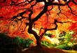 شجرة القيقب الحمراء فى اليابان                                                                                                                        