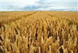 مساحات زراعة القمح