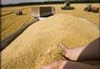 مصر تشتري 175 ألف طن من القمح الروماني