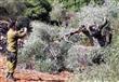 مستوطنون إسرائيليون يقطعون أشجار الزيتون