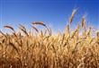 مسؤول: ارتفاع نسبة زراعة القمح بأسيوط لمستوى قياسي