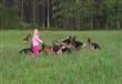 فيديو مثير للبهجة -فتاة تلعب مع الكلاب