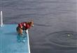 كلب يتدرب على أول محاولة للقفز فى الماء 