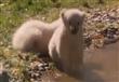 صغيرا الدب القطبي يجذبان زوار حديقة حيوانات ميونيخ