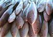 وزير التموين: توفير الأسماك واللحوم بأسعار مخفضة ب