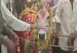 حفل زفاف فاخر لبقرة في الهند بحضور 5 آلاف شخص