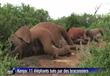 بالفيديو- صيادون يذبحون ستة أفيال بينهم أربعة صغير