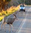 deer on the road                                                                                                                                      