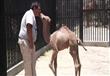 ولادة جمل في حديقة الحيوان في مكسيكو