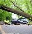 شجرة عملاقة تسقط على سيارة                                                                                                                            