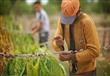 تقرير دولي ينتقد عمالة الأطفال في مزارع التبغ الأم