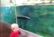 سمكة  في حوض زجاجي تسابق طفل في مشهد قمة في المرح